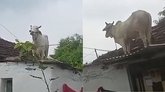 ನೋಡ ನೋಡ್ತಿದ್ದಂತೆ ಏಕಾಏಕಿ ಛಾವಣಿ ಏರಿದ ಹೋರಿ!