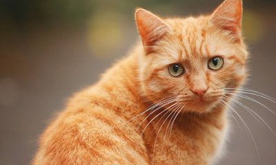 ಕಾಣೆಯಾದ ಬೆಕ್ಕಿಗಾಗಿ ರೂ. 10,000 ಬಹುಮಾನ ಘೋಷಣೆ ಮಾಡಿದ ಕುಟುಂಬ