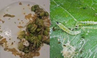 ರೆಸ್ಟೊರೆಂಟ್‌ನ ಸಲಾಡ್‌ನಲ್ಲಿ ಹುಳ ಪತ್ತೆ