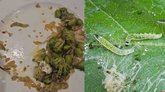 ರೆಸ್ಟೊರೆಂಟ್‌ನ ಸಲಾಡ್‌ನಲ್ಲಿ ಹುಳ ಪತ್ತೆ