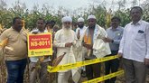 ಪ್ರಗತಿಪರ ರೈತ ಅಬ್ದುಲ್ಲಾ ಹೊಲದಲ್ಲಿ ಮೆಕ್ಕೆಜೋಳ ಬೆಳೆಯ ಪ್ರಾತ್ಯಕ್ಷಿಕೆ