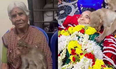 ತಿಂಡಿ ಕೊಡುತ್ತಿದ್ದ ವೃದ್ಧೆಯ ಶವದ ಮೇಲೆ ಬಿದ್ದು ಹೊರಳಾಡಿ ದುಃಖಿಸಿದ ಕೋತಿ!