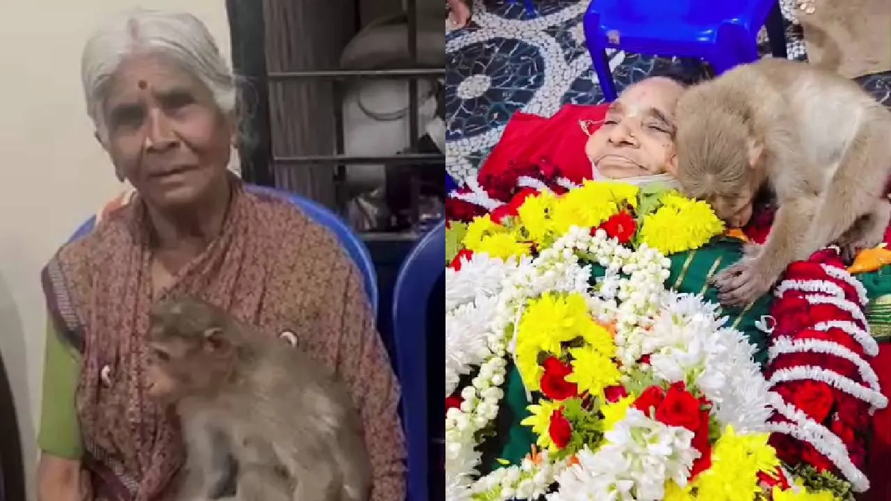 Channapatna News: ದಿನಾ ತಿಂಡಿ ಕೊಡುತ್ತಿದ್ದ ವೃದ್ಧೆಯ ಶವದ ಮೇಲೆ ಬಿದ್ದು ಹೊರಳಾಡಿ ದುಃಖಿಸಿದ ಕೋತಿ!