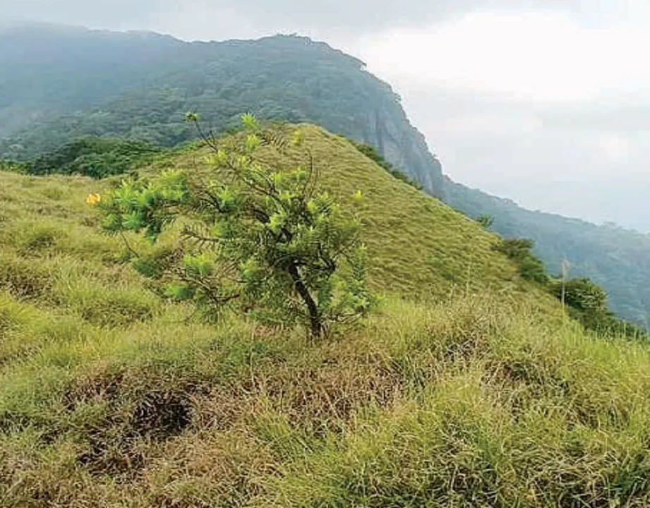 charana ok