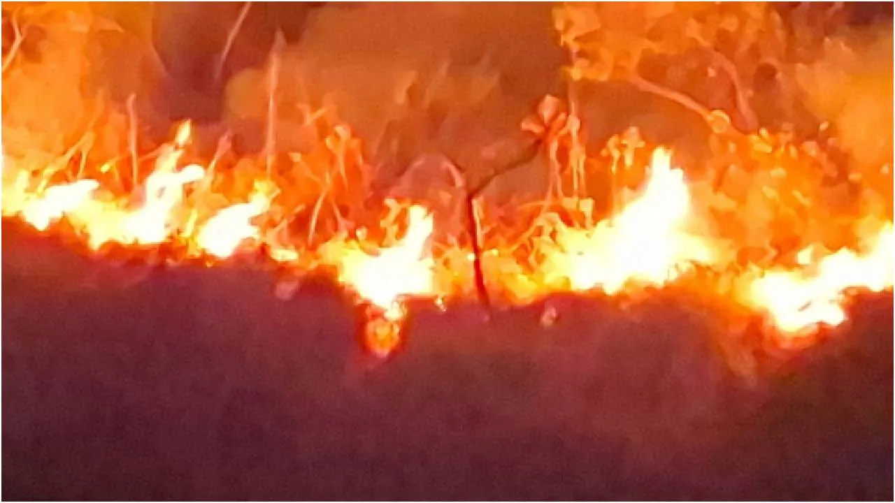 Wildfire: ಚಾರ್ಮಾಡಿ ಘಾಟಿಯಲ್ಲಿ ಕಾಳ್ಗಿಚ್ಚು, ಭಾರಿ ಪ್ರಮಾಣದ ಹುಲ್ಲುಗಾವಲು ಬೆಂಕಿಗಾಹುತಿ