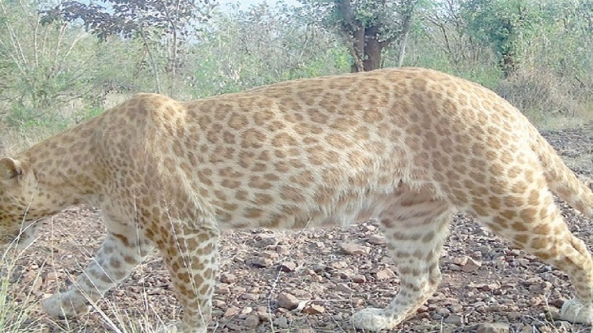 cheetah R