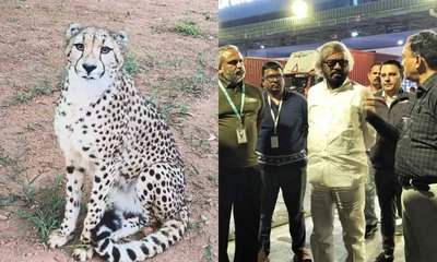 ಬನ್ನೇರುಘಟ್ಟ ಮೃಗಾಲಯಕ್ಕೆ ನಾಲ್ಕು ಚೀತಾಗಳ ಆಗಮನ, ಅರಣ್ಯ ಸಚಿವರ ಸ್ವಾಗತ