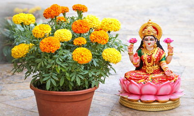 ವಾಸ್ತು ಶಾಸ್ತ್ರದ ಪ್ರಕಾರ ಚೆಂಡು ಹೂವನ್ನು ಯಾವ ದಿಕ್ಕಿನಲ್ಲಿ ಬೆಳಸಬೇಕು?