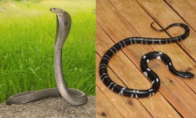 3 ಕೋಟಿ ರುಪಾಯಿ ವಿಮೆ ಹಣಕ್ಕಾಗಿ ತಂದೆಯನ್ನೇ ಕೊಂದ ಪಾಪಿಗಳು