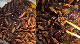 ಸೋಶಿಯಲ್‌ ಮೀಡಿಯಾದಲ್ಲಿ ವೈರಲ್ ಆಯ್ತು ಜಿರಳೆ ಖಾದ್ಯ