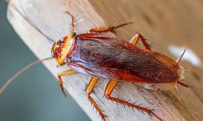 ಭೂಮಿಯ ಮೇಲೆ ಜಿರಳೆಗಳೇ ಇಲ್ಲದ ಸ್ಥಳ ಯಾವುದು ಗೊತ್ತೆ?