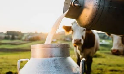 ದನದ ಹಾಲಿನ ಸೇವನೆಯಿಂದ ರೇಬಿಸ್ ಬರುತ್ತ?