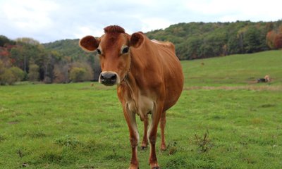 ತನ್ನದೇ  ಹಸುವಿನ ಮೇಲೆ ಅತ್ಯಾಚಾರವೆಸಗಿದ ಮುಸ್ಲಿಂ ವ್ಯಕ್ತಿ!