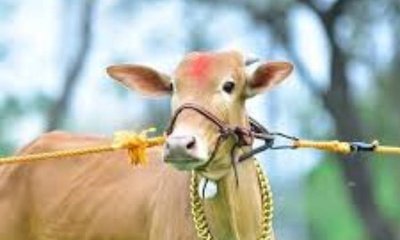 ಹಸುವಿನ ಕುತ್ತಿಗೆಗೆ ಕಟ್ಟಿದ ಹಗ್ಗ, ಅವನನ್ನೂ ಬಂಧಿಸಿತ್ತು