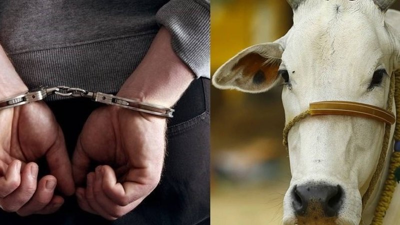 cow viral news