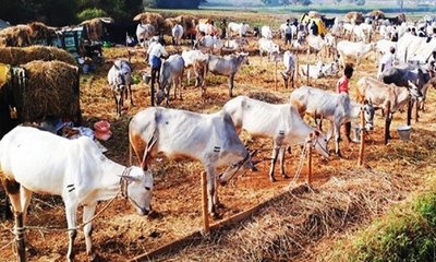 ಮೈಸೂರು ಜಿಲ್ಲೆ ಜಾನುವಾರುಗಳಿಗೆ ಮೇವು, ನೀರಿಗೆ ಬರ ಇಲ್ಲ