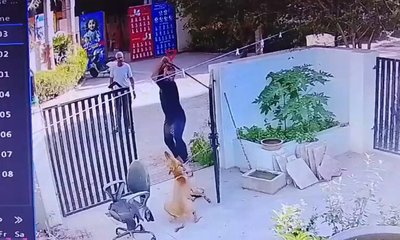 ಕಟ್ಟಿರುವ ನಾಯಿಯನ್ನು ಥಳಿಸಿದ ದುಷ್ಕರ್ಮಿಗಳು