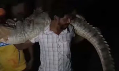 8 ಅಡಿ ಉದ್ದದ ಮೊಸಳೆಯನ್ನು ಹೆಗಲ ಮೇಲೆ ಹೊತ್ತು ಸಾಗಿದ ಭೂಪ!
