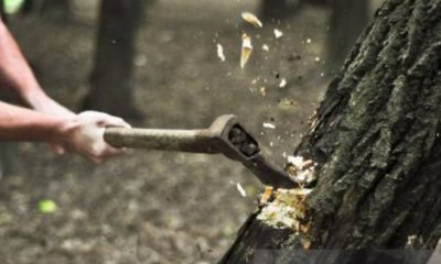 ಮರ ಹತ್ತಿ ಕಡಿಯುವಾಗ ಕೊಂಬೆ ಮರ್ಮಾಂಗಕ್ಕೆ ಬಡಿದು ಯುವಕ ಸಾವು