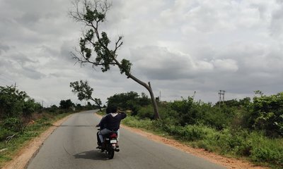 ಅಪಾಯಕಾರಿ ಸ್ಥಿತಿಯ ಮರಗಳ ತೆರವಿಗೆ ಆಗ್ರಹ