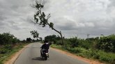 ಅಪಾಯಕಾರಿ ಸ್ಥಿತಿಯ ಮರಗಳ ತೆರವಿಗೆ ಆಗ್ರಹ