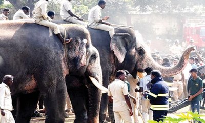 ಪ್ರಶಾಂತ ಆನೆ ಹೆಗಲಿಗೆ ಚಿನ್ನದ ಅಂಬಾರಿ?
