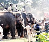 ಪ್ರಶಾಂತ ಆನೆ ಹೆಗಲಿಗೆ ಚಿನ್ನದ ಅಂಬಾರಿ?