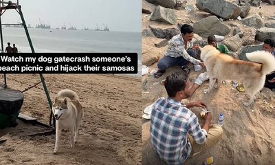 ಮುಂಬೈ ಬೀಚ್‌ನಲ್ಲಿ ಸಮೋಸಾವನ್ನು ಆನಂದಿಸಿದ ಹಸ್ಕಿ ನಾಯಿ