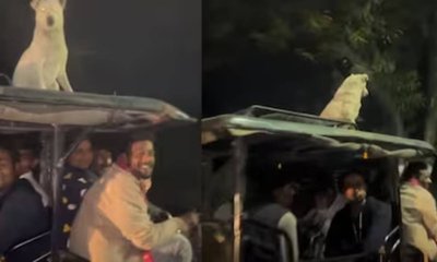 ಚಲಿಸುವ ರಿಕ್ಷಾದ ಮೇಲೆ ಶಾಂತವಾಗಿ ಕುಳಿತ ನಾಯಿ: ವಿಡಿಯೊ ವೈರಲ್!