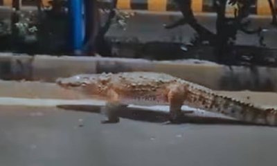 ವಡೋದರಾದಲ್ಲಿ 10 ಅಡಿ ಉದ್ದದ ದೈತ್ಯ ಮೊಸಳೆ: ವಿಡಿಯೊ ನೋಡಿ