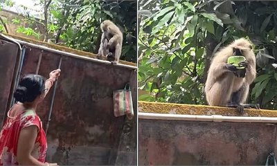 ಸೋಪು ತಿನ್ನಲು ಹೋದ ಕೋತಿಗೆ ಬುದ್ದಿಮಾತು ಹೇಳಿದ ಮಹಿಳೆ: ಕ್ಯೂಟ್ ವಿಡಿಯೊ!