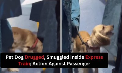 ನಾಯಿಗೆ ನಿದ್ರೆ ಮಾತ್ರೆ ನೀಡಿ ಸಾಗಾಟ: ವಿಡಿಯೊ ವೈರಲ್