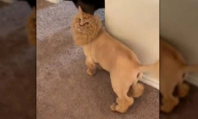 ಸಿಂಹದ ಮರಿಯೋ ಬೆಕ್ಕೋ: ನೋಡುಗರಿಗೆ ಗೊಂದಲ ಮೂಡಿಸಿದ ನೋಟ