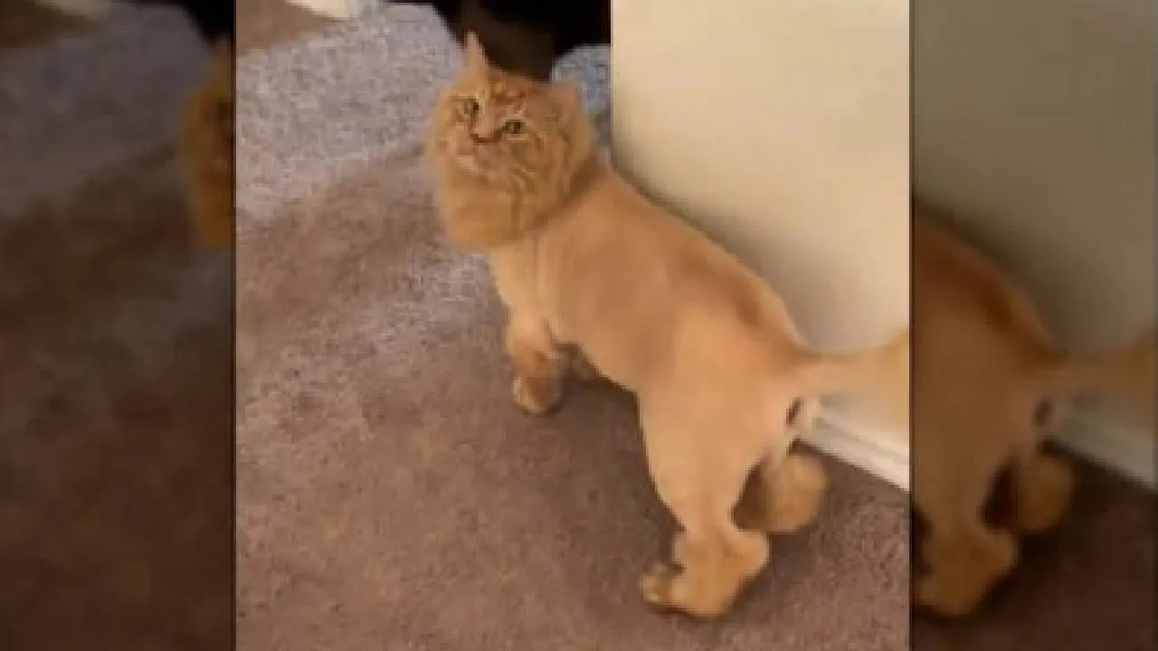 ಇದು ಮರಿ ಸಿಂಹವಲ್ಲ, ಬೆಕ್ಕು ಮರಾಯ್ರೆ: ಮಾರ್ಜಾಲದ ಮೇಕಪ್‌ ಕಂಡು ಬೆರಗಾದ ನೆಟ್ಟಿಗರು