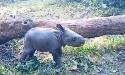 ಹುಟ್ಟಿದ ಒಂದೇ ದಿನದ ಪುಟ್ಟ ಖಡ್ಗಮೃಗ: ಅಪರೂಪ ವಿಡಿಯೊ ವೈರಲ್