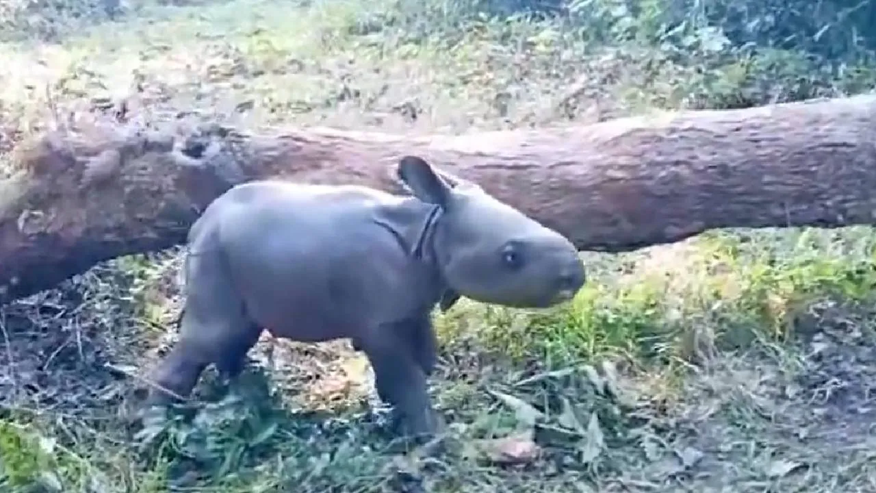 ಘೇಂಡಾಮೃಗದ ಮರಿಯನ್ನು ಎಂದಾದರೂ ನೋಡಿದ್ದೀರಾ? ವನ್ಯಜೀವಿ ಅಭಯಾರಣ್ಯದೊಳಗಿನ ಅಪರೂಪದ ವಿಡಿಯೊ ವೈರಲ್‌