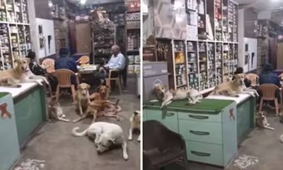 ಬಿಸಿಲ ಬೇಗೆಗೆ ಬೆಂದು ಹೋದ ಬೀದಿ ನಾಯಿಗಳಿಗೆ ಆಶ್ರಯ ನೀಡಿದ ಅಂಗಡಿ ಮಾಲೀಕ
