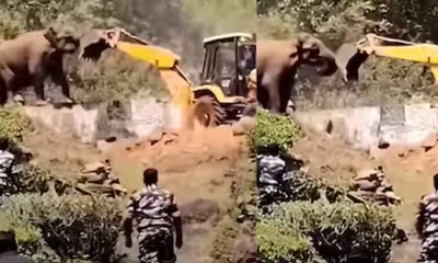 ಕಾಡನ್ನು ಉಳಿಸಿಕೊಳ್ಳಲು ಒಂಟಿ ಆನೆಯ ಹೋರಾಟ: ವಿಡಿಯೊ ನೋಡಿ!