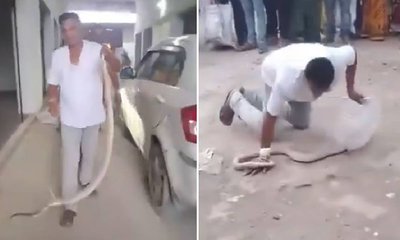 ಕಾಳಿಂಗ ಸರ್ಪ ಹಿಡಿಯಲು ಹೋಗಿ ಉರಗ ತಜ್ಞ ಸಾವು