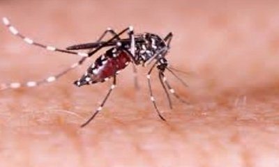 ಬೆಂಗಳೂರಲ್ಲಿ ಡೆಂಘೀ ಗಣನೀಯ ಇಳಿಕೆ