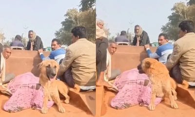 ಮಾಲಕನ ಮೃತದೇಹ ಪಕ್ಕವೇ ಕಾದು ಕುಳಿತ ಶ್ವಾನ