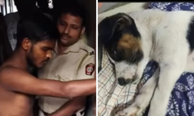 ನಾಯಿ ಮೇಲೆ ಲೈಂಗಿಕ ದೌರ್ಜನ್ಯ; ಆರೋಪಿ ಬಂಧನ