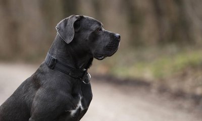 ಬೋಂಡಿ ಬೀಚ್ ದಾಳಿಯಲ್ಲಿ ಮಾಲಕನನ್ನೇ  ಕಳೆದುಕೊಂಡ ನಾಯಿ!