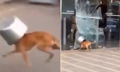 ಪಾತ್ರೆಯಲ್ಲಿ ತಲೆ ಸಿಲುಕಿಕೊಂಡು ದಿಕ್ಕು ಪಾಲಾಗಿ ಓಡಿದ ನಾಯಿ: ವಿಡಿಯೊ ನೋಡಿ