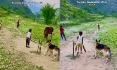 ಮಕ್ಕಳ ಜತೆ ಕ್ರಿಕೆಟ್‌ ಆಡಿದ ಶ್ವಾನಗಳು: ವಿಡಿಯೊ ವೈರಲ್