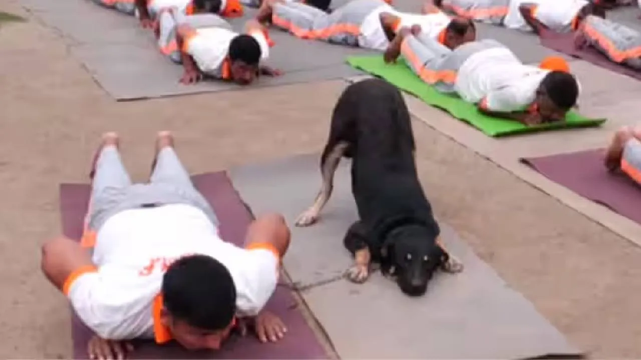 International Yoga Day:‌ ಸಿಕ್ಕಾಪಟ್ಟೆ ವೈರಲ್‌ ಆಯ್ತು ಶ್ವಾನದ ಈ ಯೋಗಾಸನ; ವಿಡಿಯೊ ವೈರಲ್!