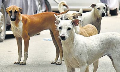 ಬೀದಿನಾಯಿಗಳ ದಾಳಿಗೆ ಗಜೇಂದ್ರಗಡದಲ್ಲಿ ಮಹಿಳೆ ಬಲಿ