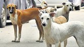 ಬೀದಿನಾಯಿಗಳ ದಾಳಿಗೆ ಗಜೇಂದ್ರಗಡದಲ್ಲಿ ಮಹಿಳೆ ಬಲಿ