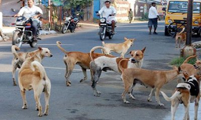 ಬೀದಿ ನಾಯಿ ದತ್ತು ತಗೊಳ್ತೀರಾ? ಬೆಂಗಳೂರಿನಲ್ಲಿದೆ ಅವಕಾಶ!