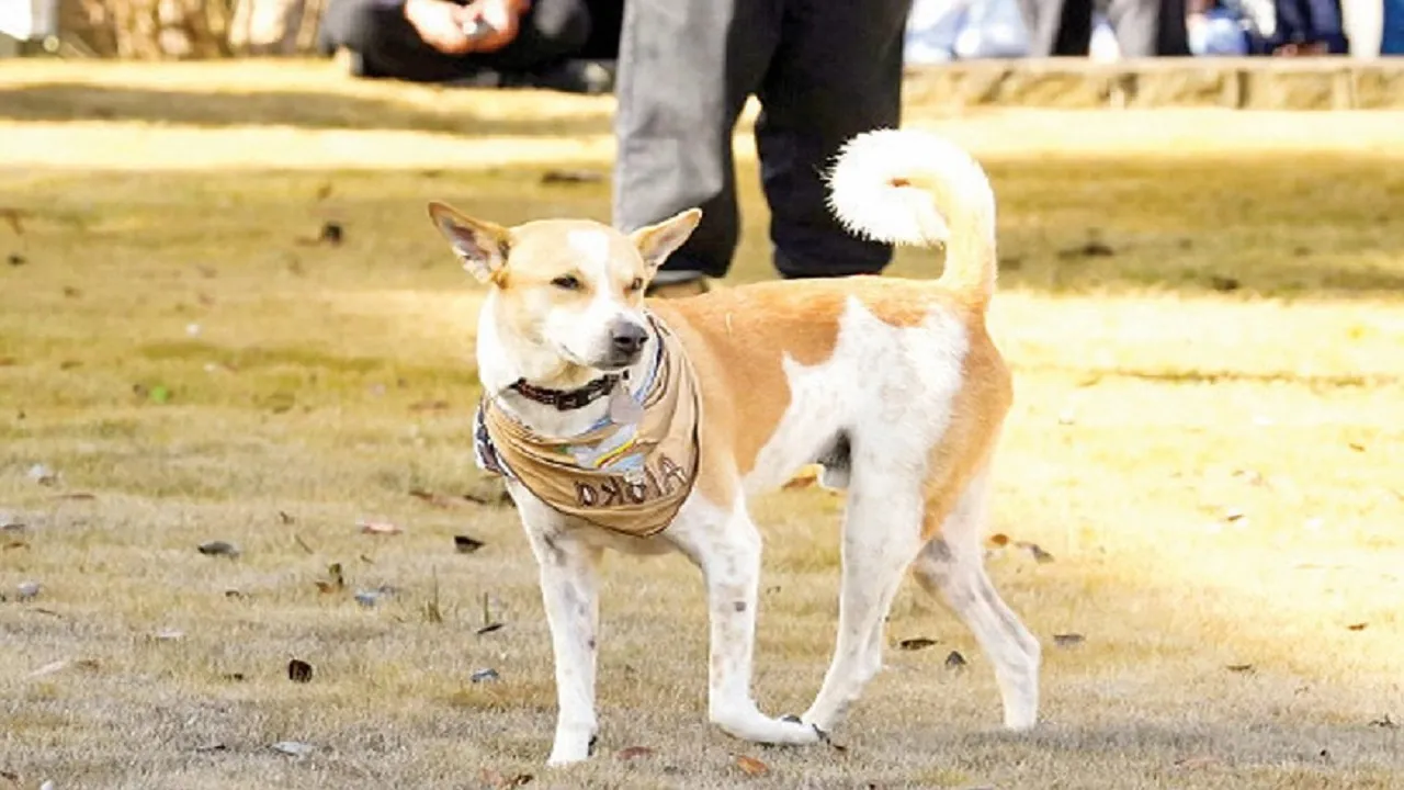 ಬೀದಿ ನಾಯಿಯೊಂದರ ಆಧ್ಯಾತ್ಮಿಕ ಪಯಣ